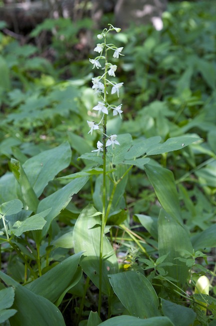 Valkolehdokki Mg 8879