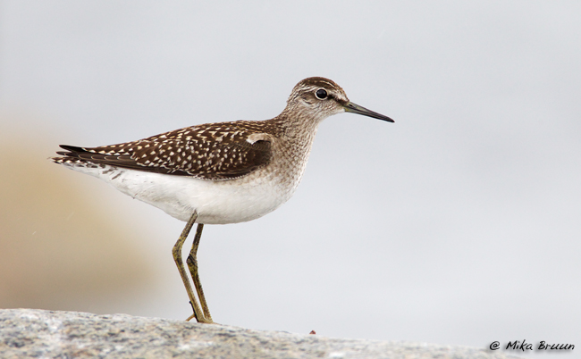 Wood Sand Vlsblog 8348