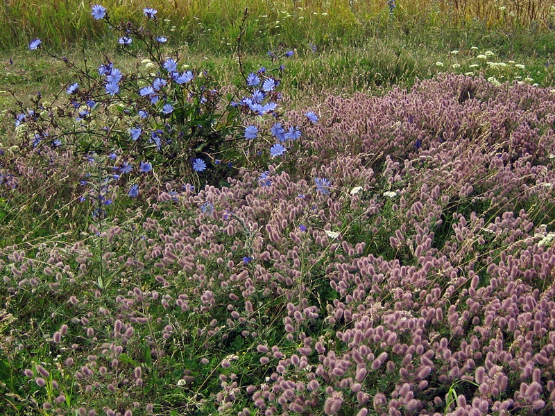 Xsla0802 Janonapila 1