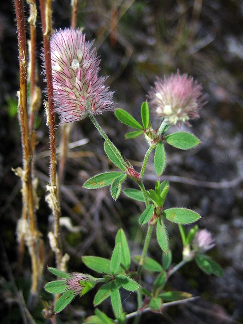 Xsla0802 Janonapila 2