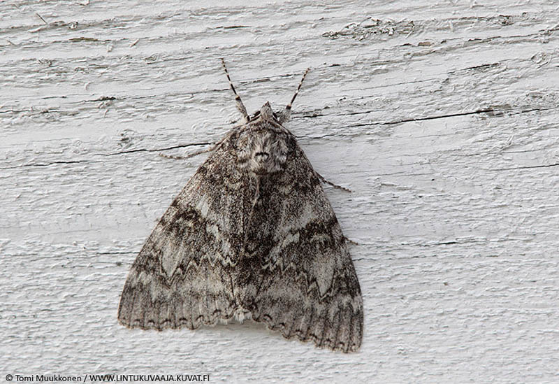 Yokkonen800Ctomimuukkonen